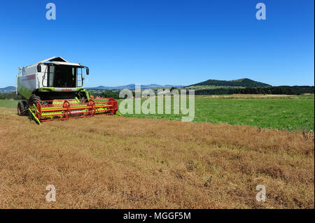 Un champ de lentilles du Puy, près du village de Vielprat dans la région française du Puy est en cours de récolte avec une moissonneuse-batteuse Banque D'Images