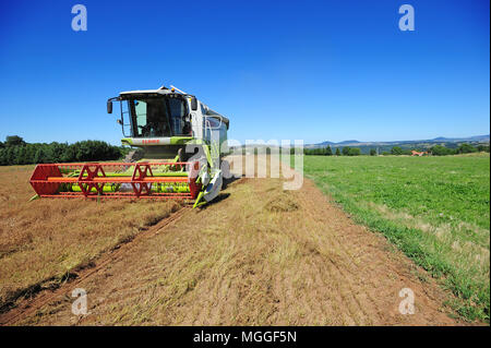 Un champ de lentilles du Puy, près du village de Vielprat dans la région française du Puy est en cours de récolte avec une moissonneuse-batteuse Banque D'Images