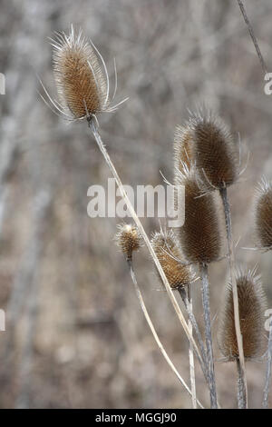 Cardère (Dipsacus) commun, dans son état d'hiver, le dépérissement affichage dead capitules coniques et les tiges desséchées, le long d'un fossé sur le bord de l'Ontario SE Banque D'Images