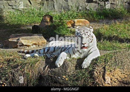 Busch Gardens Tampa Banque D'Images