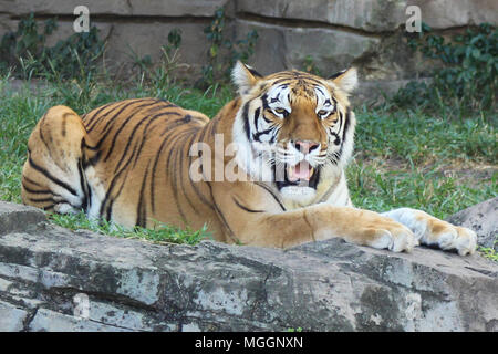 Busch Gardens Tampa Banque D'Images