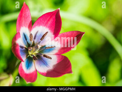 Un plan macro sur une variété de tulipe rouge appelé petite beauté. Banque D'Images