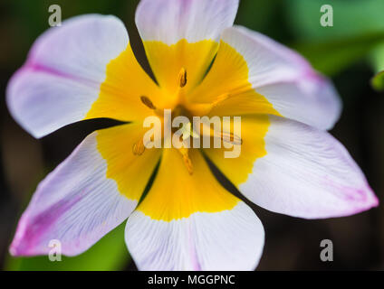 Une macro shot de lilas nain tulip me demande. Banque D'Images