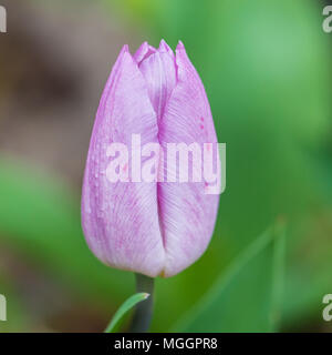 Un plan macro sur une fleur de tulipe prince bonbons sur le point d'ouvrir. Banque D'Images