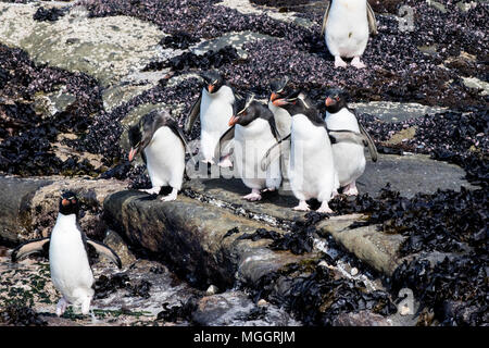 Penguin Eudyptes chrysocome southern rockhopper groupe d'adultes descendre des rochers pour la mer, l'Île Saunders, Îles Falkland Banque D'Images