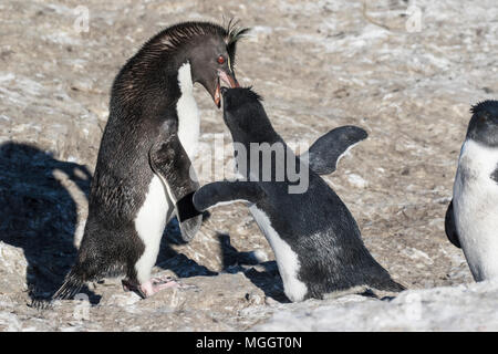 Penguin Eudyptes chrysocome southern rockhopper alimentation adultes chick en colonie, l'île de Sea Lion, Îles Falkland Banque D'Images