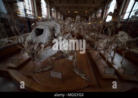 Squelette de lion de mer parmi les nombreux squelettes d'animaux à l'intérieur du Muséum National d'Histoire Naturelle de Paris. Banque D'Images