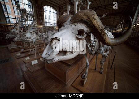 Un squelette de bison parmi les nombreux squelettes d'animaux à l'intérieur du Muséum National d'Histoire Naturelle de Paris. Les os et les squelettes d'animaux. Banque D'Images