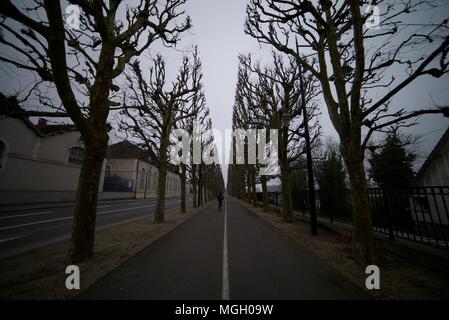 Vélo Cycliste entre une ligne d'arbres le long d'un sentier en Compeigne, France Banque D'Images