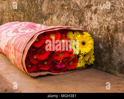 Cueillies fraîches marguerites gerbera rouge et jaune enroulé dans un tapis pour le transport sur le dos d'un scooter Banque D'Images