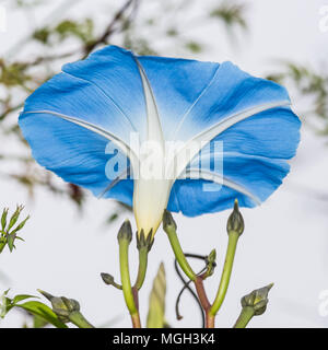 Un plan macro sur la trompette bleu fleur d'une gloire du matin fleur. Banque D'Images