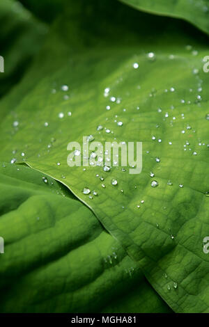 Gros plan d'une feuille verte avec des nervures et la pluie gouttes de rosée réfléchissant la lumière Banque D'Images