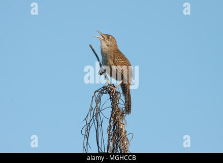 (Ferminia cerverai Zapata Wren) en voie de disparition, Zapata Swamp, oiseau endémique à Cuba Banque D'Images