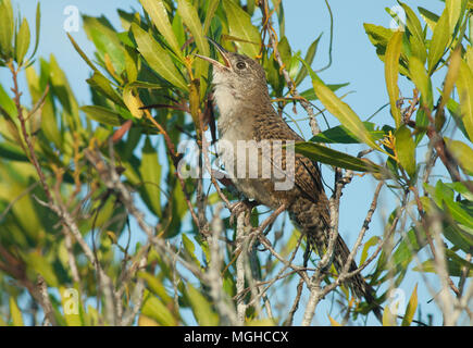 (Ferminia cerverai Zapata Wren) en voie de disparition, Zapata Swamp, oiseau endémique à Cuba Banque D'Images