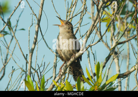 (Ferminia cerverai Zapata Wren) en voie de disparition, Zapata Swamp, oiseau endémique à Cuba Banque D'Images