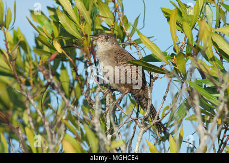 (Ferminia cerverai Zapata Wren) en voie de disparition, Zapata Swamp, oiseau endémique à Cuba Banque D'Images