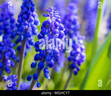 Grape Hyacinth Muscari fleurit au printemps en Angleterre au Royaume-Uni Banque D'Images