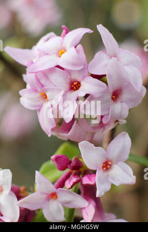 Daphne bholua 'Jacqueline' Postill floraison arbuste parfumé en hiver dans un jardin anglais,UK Banque D'Images