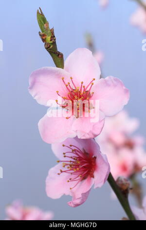 Prunus persica 'Faucon'. Peach 'Faucon' dans fleur pleine dans un endroit abrité dans un jardin anglais au printemps, UK Banque D'Images