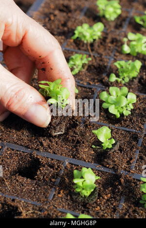 Lobelia tandis qu' 'plantes plug sont retirés du plateau modulaire pour rempotage dans panier remise par femme jardinier, UK Banque D'Images