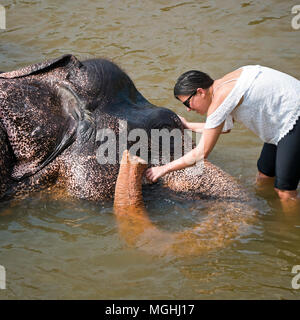 Vue sur place d'un éléphant d'une baignoire à l'Orphelinat Pinnawala Elephant au Sri Lanka. Banque D'Images