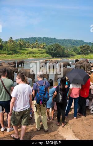 Vue verticale de touristes à regarder les éléphants dans la rivière à l'Orphelinat Pinnawala Elephant au Sri Lanka. Banque D'Images