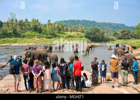 Vue horizontale de touristes à regarder les éléphants dans la rivière à l'Orphelinat Pinnawala Elephant au Sri Lanka. Banque D'Images
