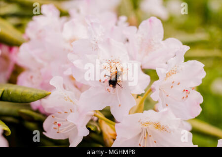 Bumblebee dans une azalée rose fleur ou le rhododendron dans jardin. Saison de floraison des azalées. Selective focus Banque D'Images