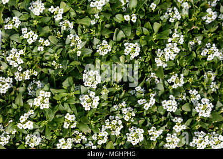 Easter bonnet blancs Alyssum plants, la nature vue d'en haut. Banque D'Images