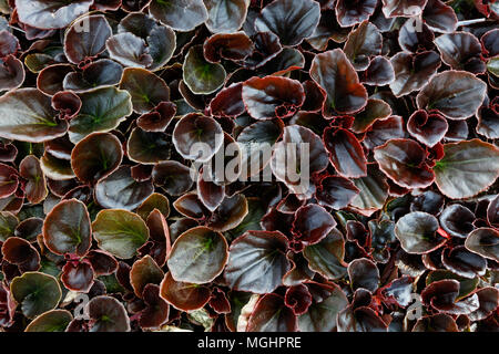 Begonia plantes fibreuses, fond nature vue d'en haut. Banque D'Images