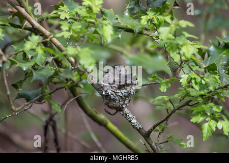 Anna's Hummingbird poussins au Delta BC Canada Banque D'Images