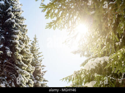 Rayons du soleil chaud d'or à travers les branches des pins evergreen luxuriante dans cet hiver woodland forest dreamscape avec copyspace zone pour Banque D'Images