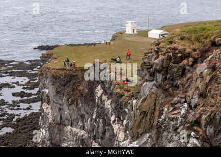 Groupe de touristes prendre des photos dans des falaises de Látrabjarg avec Macareux moines en Bjargtangar, Westfjords, Islande Banque D'Images