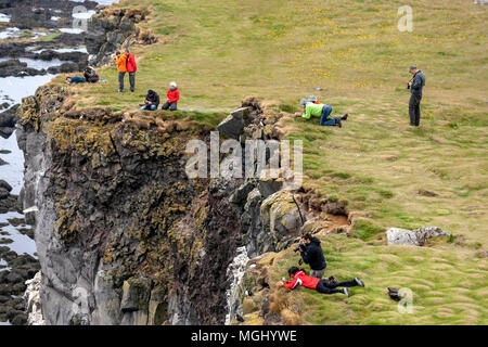 Groupe de touristes prendre des photos dans des falaises de Látrabjarg avec Macareux moines en Bjargtangar, Westfjords, Islande Banque D'Images