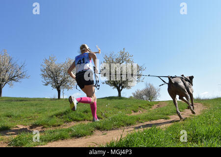 Slakovtsi, Bulgarie - 21 Avril 2018 : young woman running avec son chien d'arrêt au cours du printemps course caninecross Slakovtsi près de lac. Banque D'Images