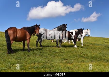 Troupeau de chevaux sauvages sur les pâturages d'altitude sur un plateau de montagne, montagne de Rila, Bulgarie Banque D'Images