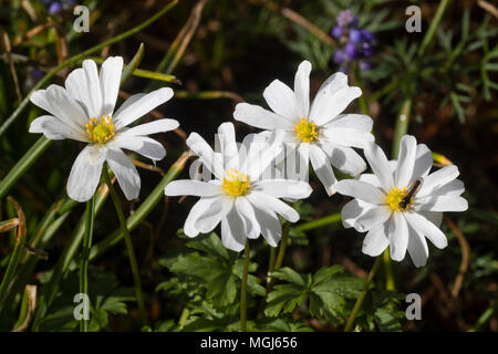 Fleurs blanc de printemps de l'éphémère, windflower Anemone appenina var albiflora Banque D'Images