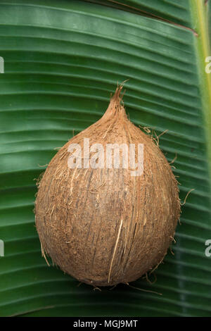 Arrière-plan de la nature tropicale de noix de coco mûre sur grande feuille de palmier vert. Mode de vie Alimentation saine vitamines été Voyage Vacances Concept. Offres et demandes de banderoles affiches Banque D'Images