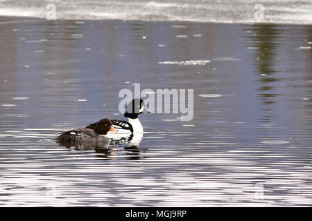 Une paire de garrots d'Islande (Bucephala islandica) Nager dans le lac réflexions, en Alaska. Banque D'Images