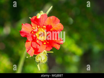 Un plan macro sur une fleur rouge geum. Banque D'Images