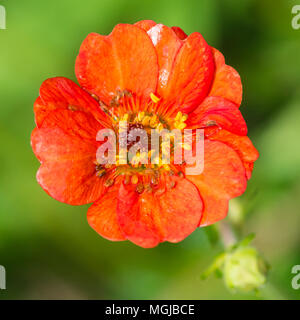 Un plan macro sur une fleur rouge geum. Banque D'Images