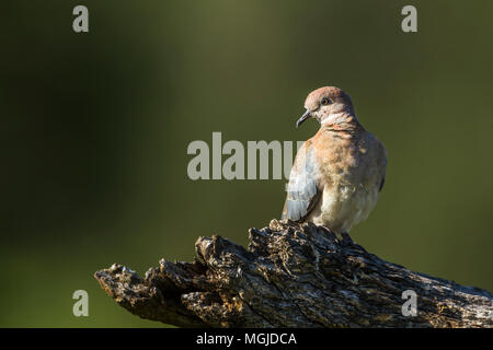 Laughing dove dans Kruger National Park, Afrique du Sud  ; Espèce Streptopelia senegalensis famille des Columbidae Banque D'Images