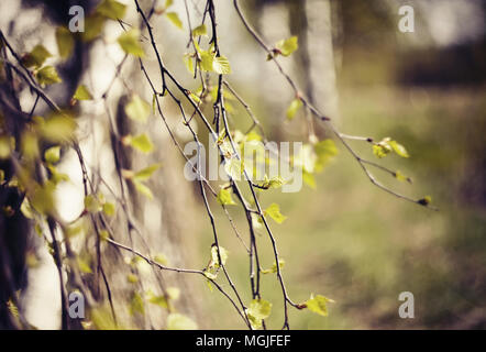 L'apparition des feuilles sur les branches de bouleau au printemps. Banque D'Images