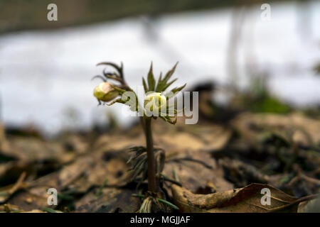 Les bourgeons non ouvert de perce-neige Anemone uralensis ('wind flower') entre la litière forestière au début du printemps après la fonte des neiges Banque D'Images