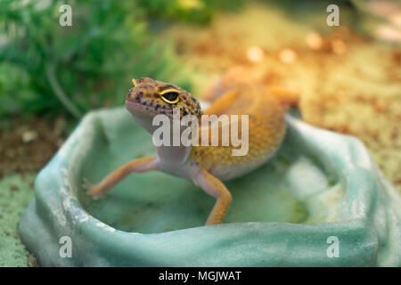 Gecko léopard commun jaune debout dans un bol d'eau potable en terrarium Banque D'Images