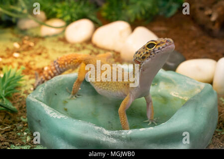 Gecko léopard commun jaune debout dans un bol d'eau potable en terrarium Banque D'Images