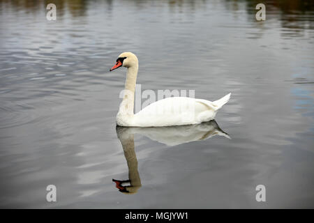 Swan screamer pure white angel Banque D'Images