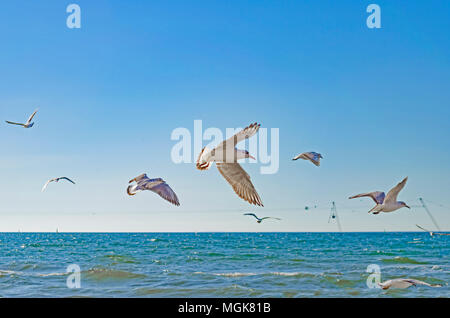 Les mouettes volent au-dessus de la mer Noire contre le ciel bleu. Banque D'Images