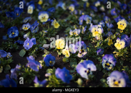 Pansy jaune foncé avec des fleurs pourpre bokeh flou circulaire, le jardin de printemps avec la lumière au coucher du soleil Banque D'Images