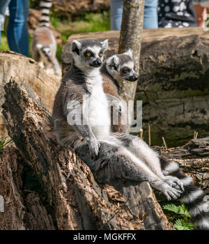 Gros plan de lémuriens à queue circulaire, Lemur catta, dans un zoo, Royaume-Uni Banque D'Images